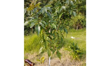 VENDO FINCA EN EL MUNICIPIO DE LA CEJA VEREDA LLANADAS