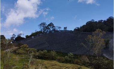 VENDO FINCA EN EL MUNICIPIO DE LA CEJA VEREDA LLANADAS