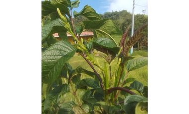 VENDO FINCA EN EL MUNICIPIO DE LA CEJA VEREDA LLANADAS