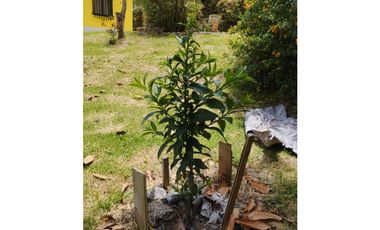 VENDO FINCA EN EL MUNICIPIO DE LA CEJA VEREDA LLANADAS
