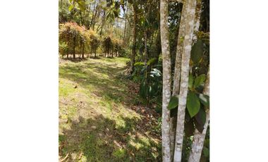 VENDO FINCA EN EL MUNICIPIO DE LA CEJA VEREDA LLANADAS