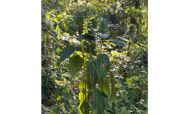 VENDO FINCA EN EL MUNICIPIO DE LA CEJA VEREDA LLANADAS