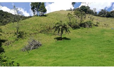 VENDO FINCA EN EL MUNICIPIO DE LA CEJA VEREDA LLANADAS