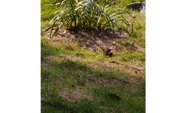 VENDO FINCA EN EL MUNICIPIO DE LA CEJA VEREDA LLANADAS