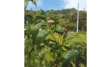 VENDO FINCA EN EL MUNICIPIO DE LA CEJA VEREDA LLANADAS