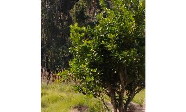 VENDO FINCA EN EL MUNICIPIO DE LA CEJA VEREDA LLANADAS