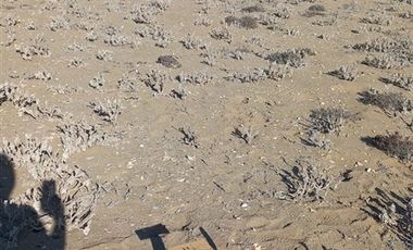 Parcela en Venta en La higuera