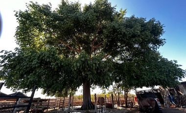 RANCHO EN VENTA EN MERIDA,  EN  IXIL,  A 45 MINUTOS DE MERIDA, YUCATAN.