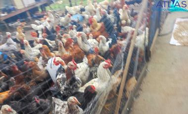 VENTA PERMUTA DE FINCA DE EN CHARALA SANTANDER COD :1050