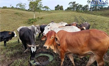 VENTA PERMUTA DE FINCA DE EN CHARALA SANTANDER COD :1050