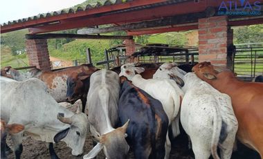 VENTA PERMUTA DE FINCA DE EN CHARALA SANTANDER COD :1050