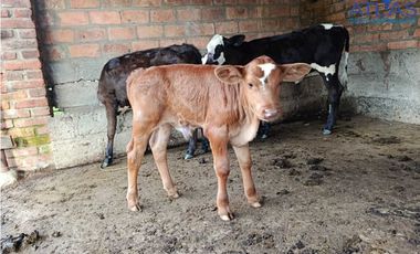 VENTA PERMUTA DE FINCA DE EN CHARALA SANTANDER COD :1050