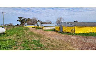Granja Avícola en venta en Carmen de Areco. 9 galpones, 3,5 Has.