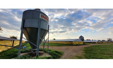 Granja Avícola en venta en Carmen de Areco. 9 galpones, 3,5 Has.