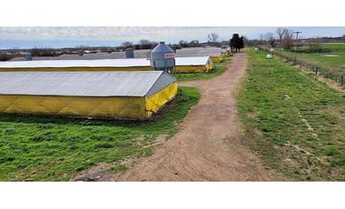 Granja Avícola en venta en Carmen de Areco. 9 galpones, 3,5 Has.