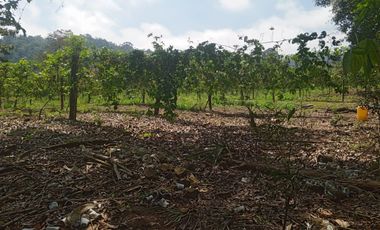 VENTA PROPIEDAD TURÍSTICA  AGRO INDUSTRIAL 226 HECT. EN BUCAY (AGE)