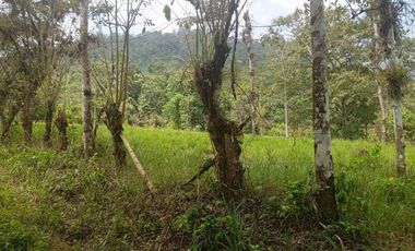 VENTA PROPIEDAD TURÍSTICA  AGRO INDUSTRIAL 226 HECT. EN BUCAY (AGE)