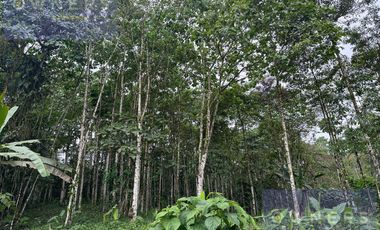 VENTA PROPIEDAD TURÍSTICA  AGRO INDUSTRIAL 226 HECT. EN BUCAY (AGE)