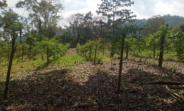 VENTA PROPIEDAD TURÍSTICA  AGRO INDUSTRIAL 226 HECT. EN BUCAY (AGE)