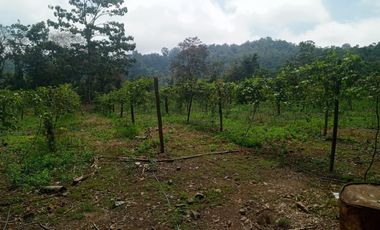 VENTA PROPIEDAD TURÍSTICA  AGRO INDUSTRIAL 226 HECT. EN BUCAY (AGE)