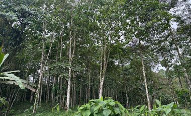 VENTA PROPIEDAD TURÍSTICA  AGRO INDUSTRIAL 226 HECT. EN BUCAY (AGE)