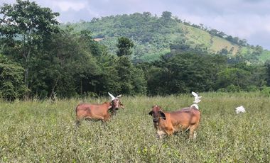 Terreno en Venta, Calceta, Manabi, MaxB