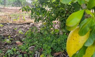 Terreno en Venta, Calceta, Manabi, MaxB