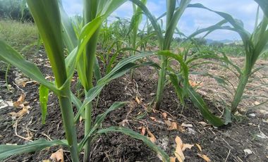 Terreno en Venta, Calceta, Manabi, MaxB