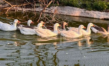 Venta y Renta de Rancho en Jilotepec