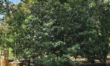 ¡Excelente Rancho en venta! Sucila, Yucatán.