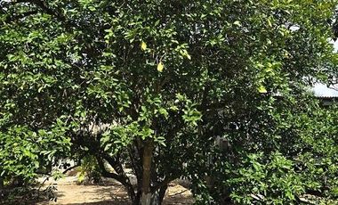 ¡Excelente Rancho en venta! Sucila, Yucatán.