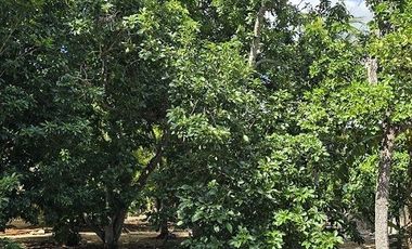 ¡Excelente Rancho en venta! Sucila, Yucatán.