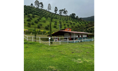 SE VENDE FINCA DE 25.000 METROS CUADRADOS A BORDE DE CARRETERA