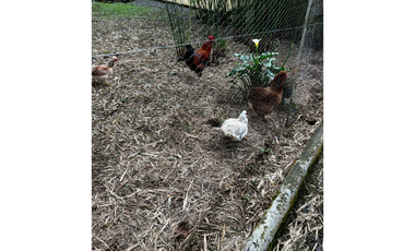 SE VENDE FINCA DE 25.000 METROS CUADRADOS A BORDE DE CARRETERA