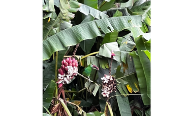 SE VENDE FINCA DE 25.000 METROS CUADRADOS A BORDE DE CARRETERA