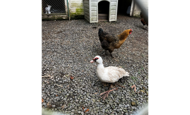 SE VENDE FINCA DE 25.000 METROS CUADRADOS A BORDE DE CARRETERA