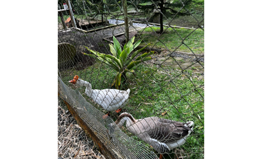 SE VENDE FINCA DE 25.000 METROS CUADRADOS A BORDE DE CARRETERA