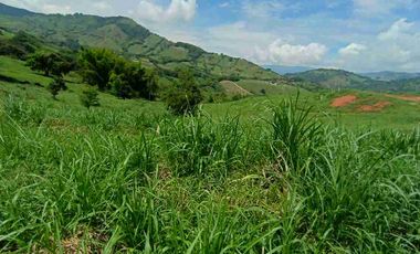 LOTE EN VENTA SANTAGUEDA - PALESTINA