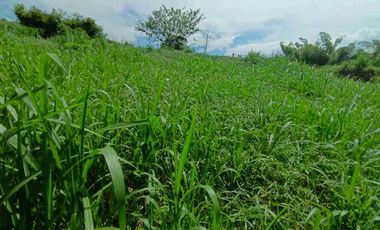 LOTE EN VENTA SANTAGUEDA - PALESTINA