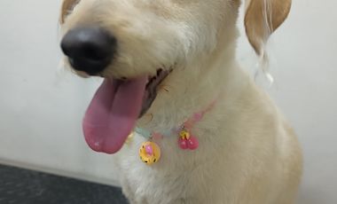 Tienda mascotas barrio italia