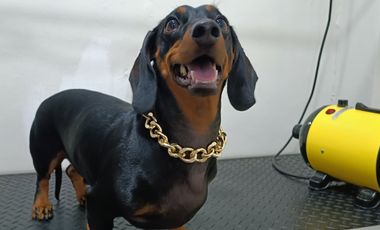 Tienda mascotas barrio italia