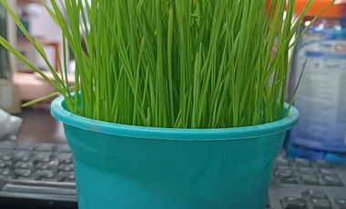 Tienda mascotas barrio italia