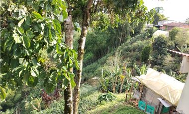 Se vende finca Vereda Pérez bajo, Pereira