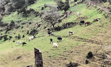 VENTA PERMUTA FINCA EN TONA SANTANDER COD: 1057