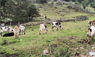 VENTA PERMUTA FINCA EN TONA SANTANDER COD: 1057