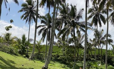 Di jual tanah kebun view sawah berdampingan dengan Villa