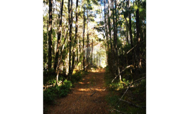 E9417732- Venta Parcela Curarrehue/ Las Peinetas-158,5H