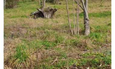 E9417732- Venta Parcela Curarrehue/ Las Peinetas-158,5H