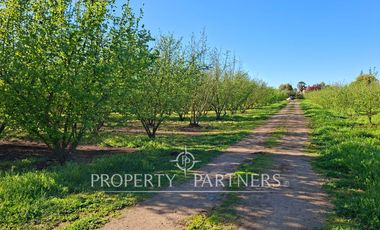 Gran casa patronal y campo de avellanos