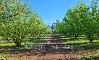 Gran casa patronal y campo de avellanos